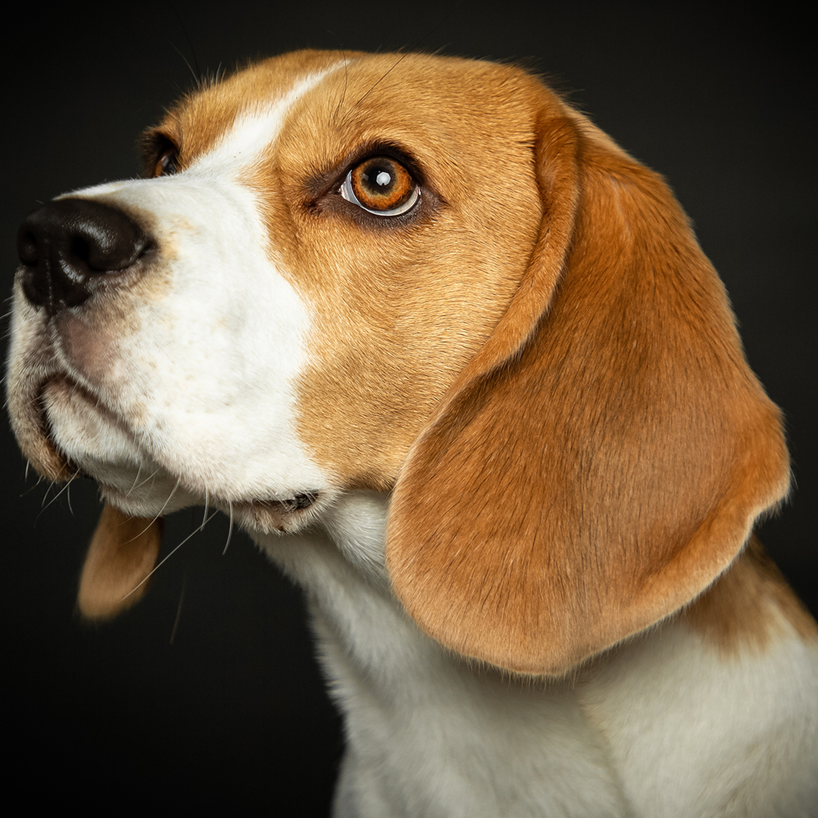 Hunde Fotoshooting Seevetal, mydays Erlebnisgutschein, als PDF ausdruckbar oder Versand mit Geschenkverpackung