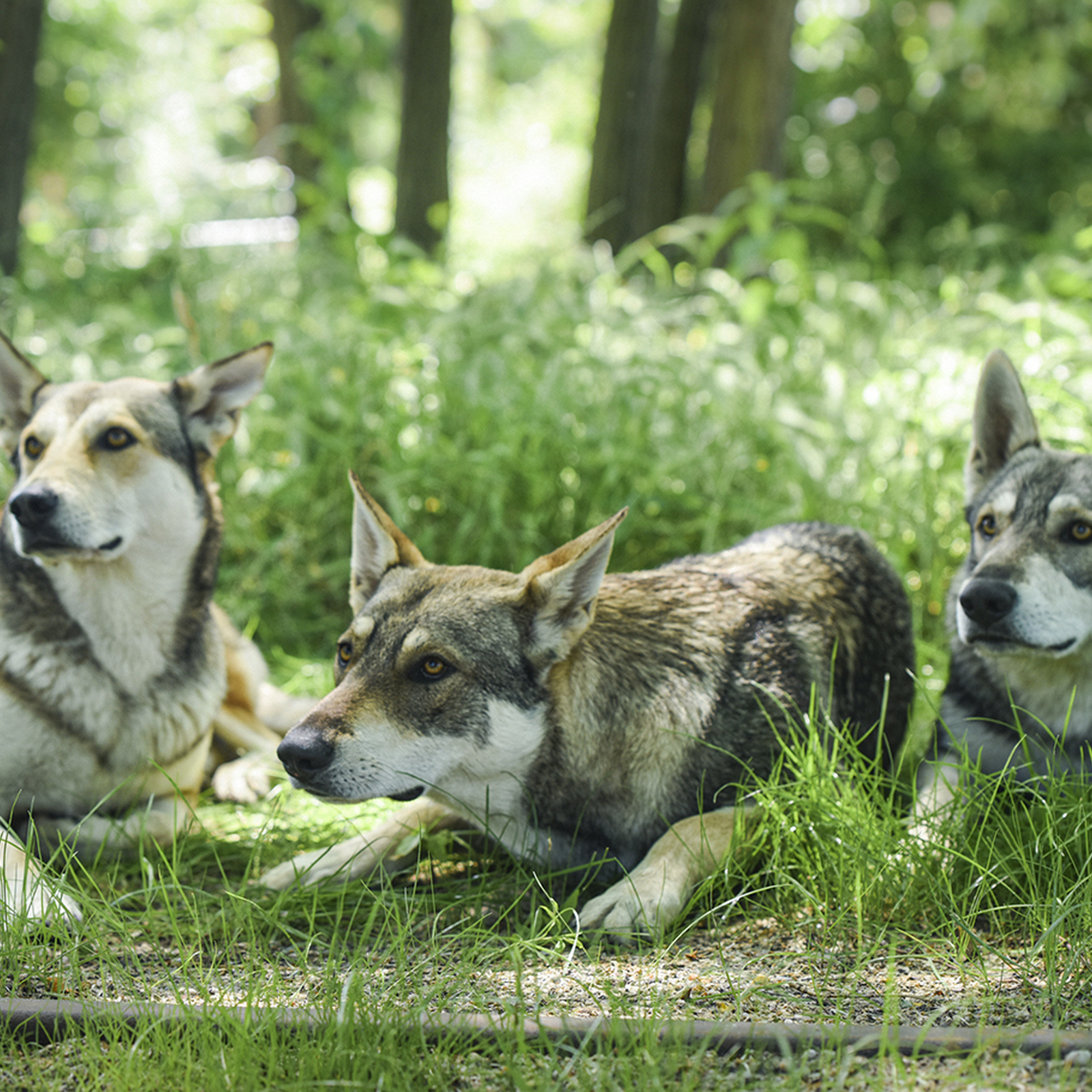 Wolfshund Schnuppertour, mydays Erlebnisgutschein, als PDF ausdruckbar oder Versand mit Geschenkverpackung