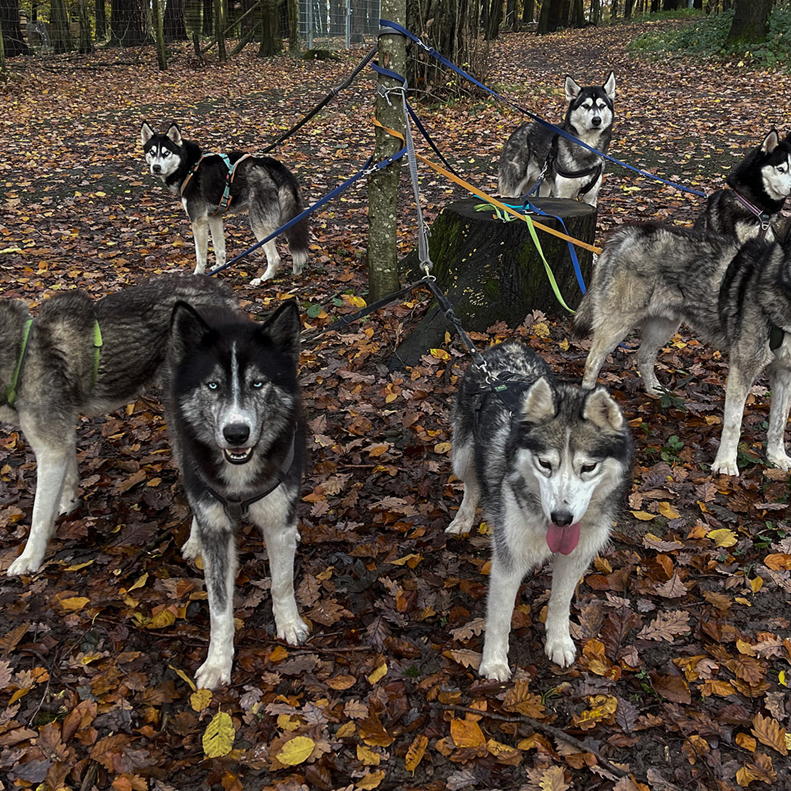 Husky Wanderung Karlsruhe, mydays Erlebnisgutschein, als PDF ausdruckbar oder Versand mit Geschenkverpackung
