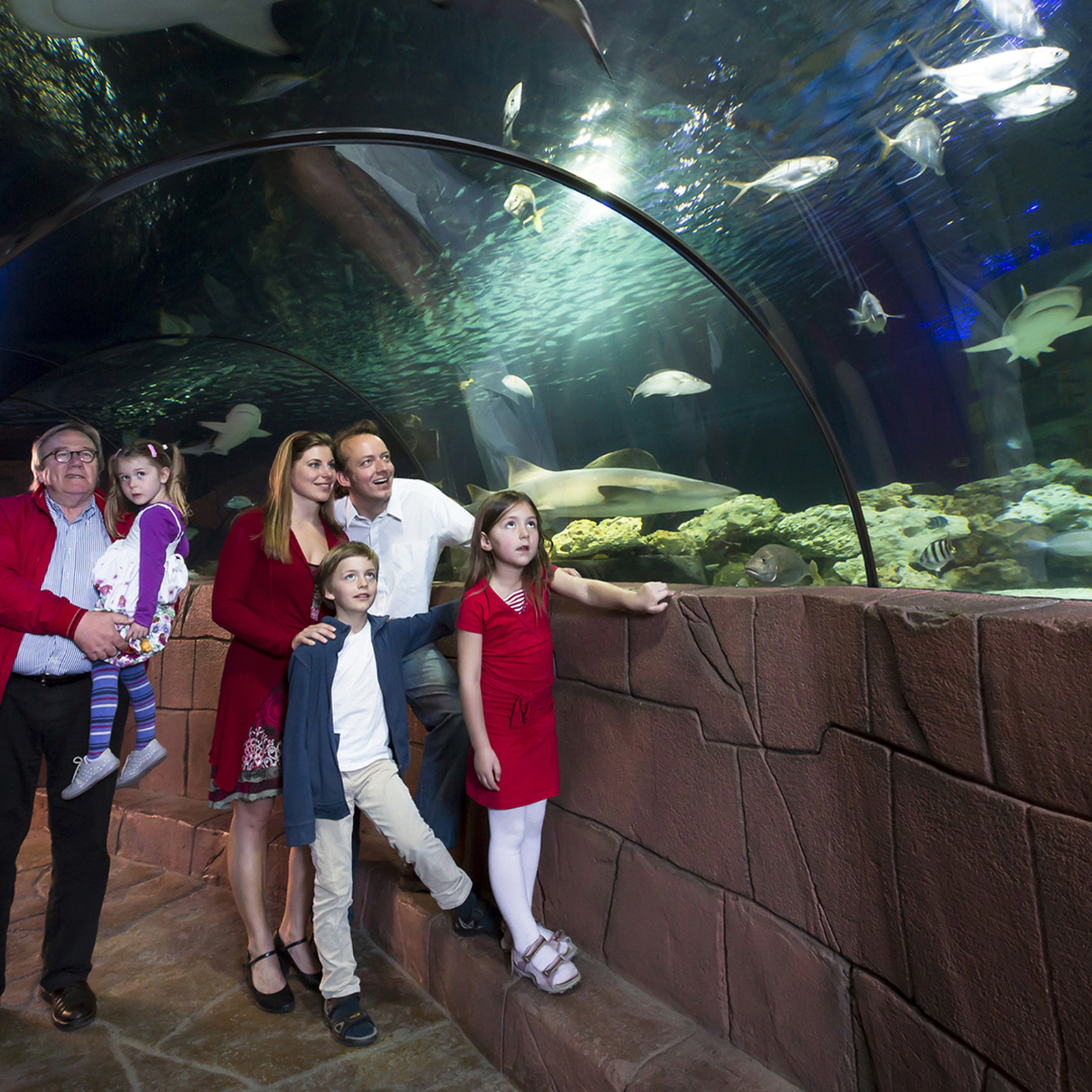 Sea Life Hannover (Kinder-Ticket), mydays Erlebnisgutschein, als PDF ausdruckbar oder Versand mit Geschenkverpackung