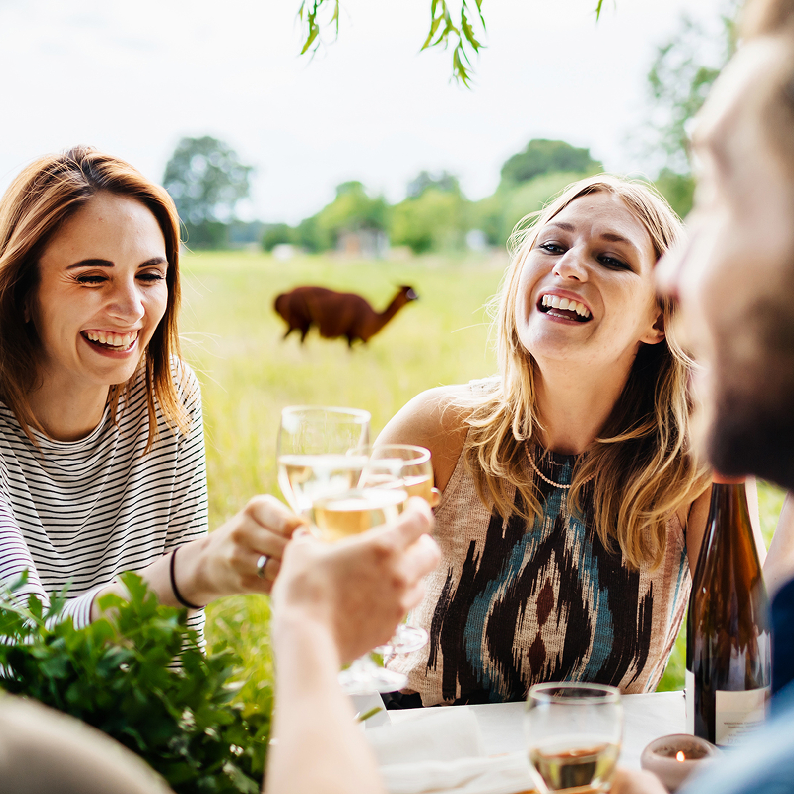 Weinprobe auf der Alpakaweide, mydays Erlebnisgutschein, als PDF ausdruckbar oder Versand mit Geschenkverpackung