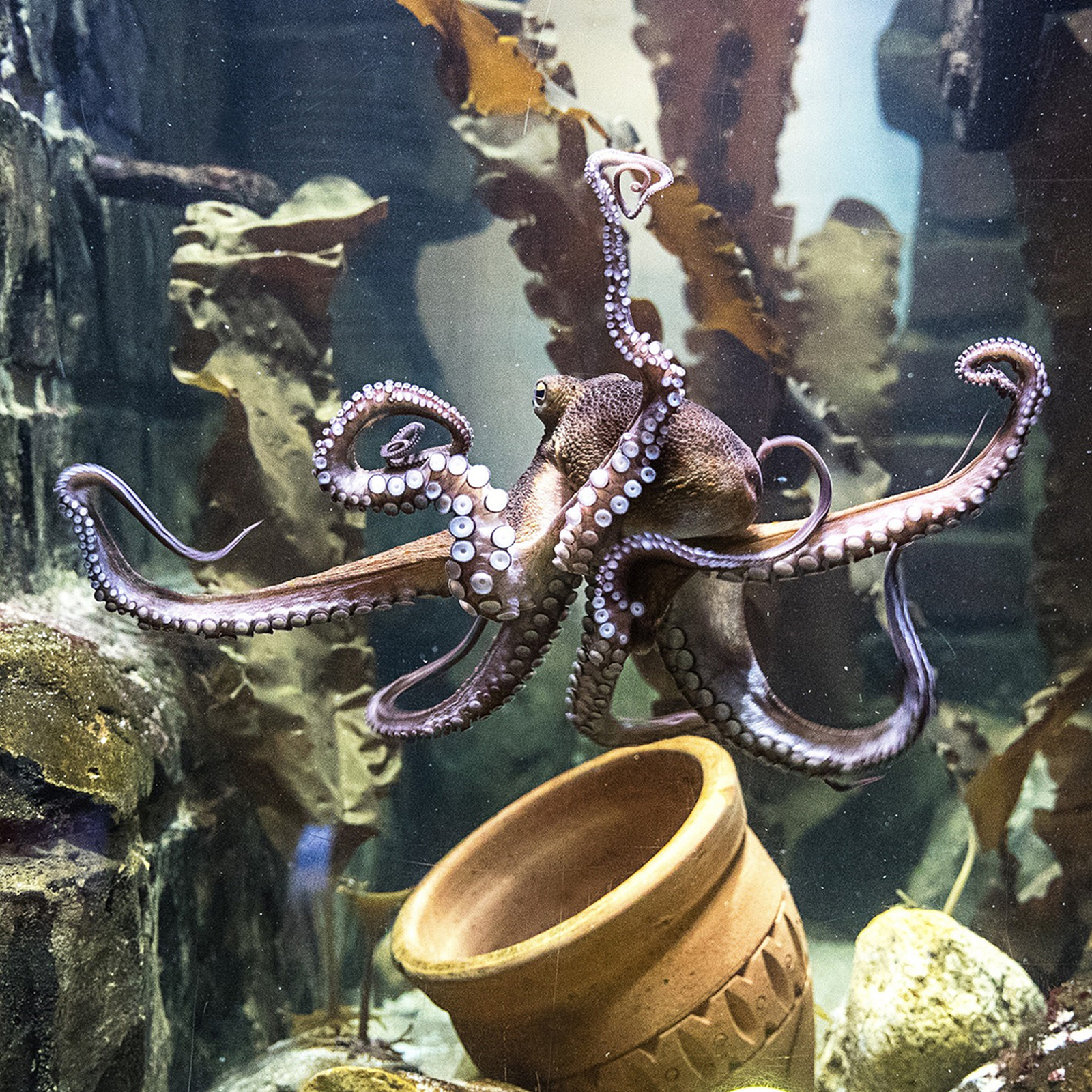 Sea Life Oberhausen (Kinder-Ticket), mydays Erlebnisgutschein, als PDF ausdruckbar oder Versand mit Geschenkverpackung