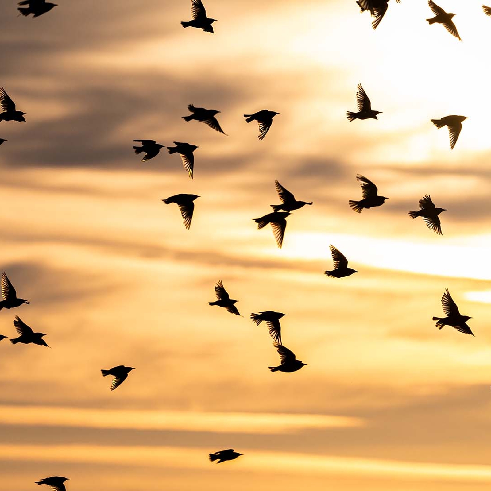 Fotografie Kurs Ammersee (Vögel und Natur), mydays Erlebnisgutschein, als PDF ausdruckbar oder Versand mit Geschenkverpackung