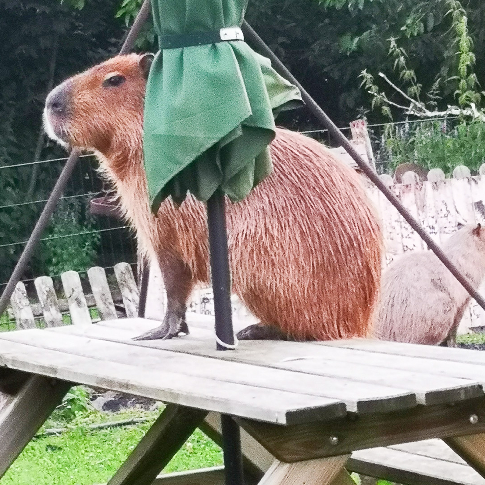Capybara streicheln Wulften, mydays Erlebnisgutschein, als PDF ausdruckbar oder Versand mit Geschenkverpackung