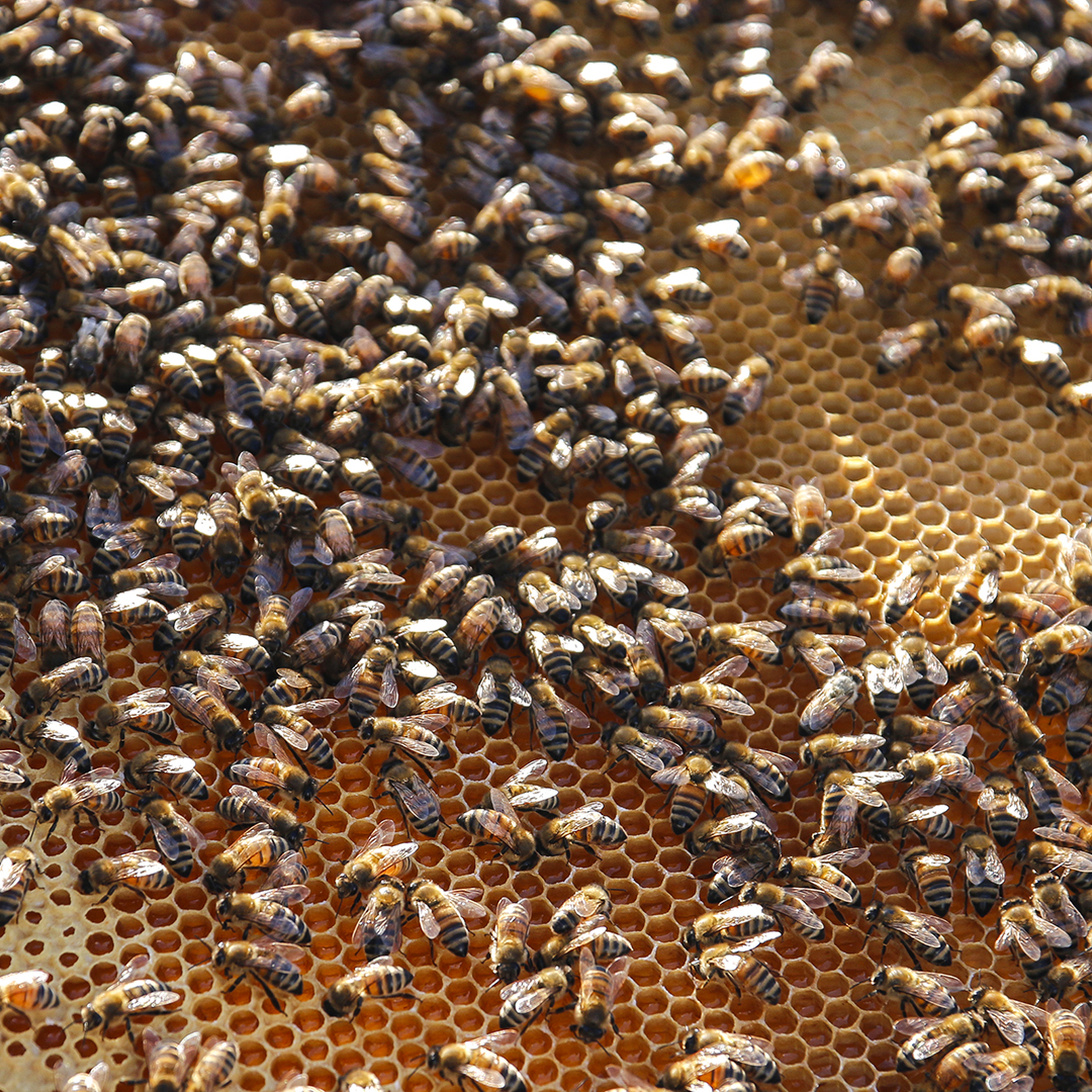 Bienenseminar mit Verkostung Bühl, mydays Erlebnisgutschein, als PDF ausdruckbar oder Versand mit Geschenkverpackung