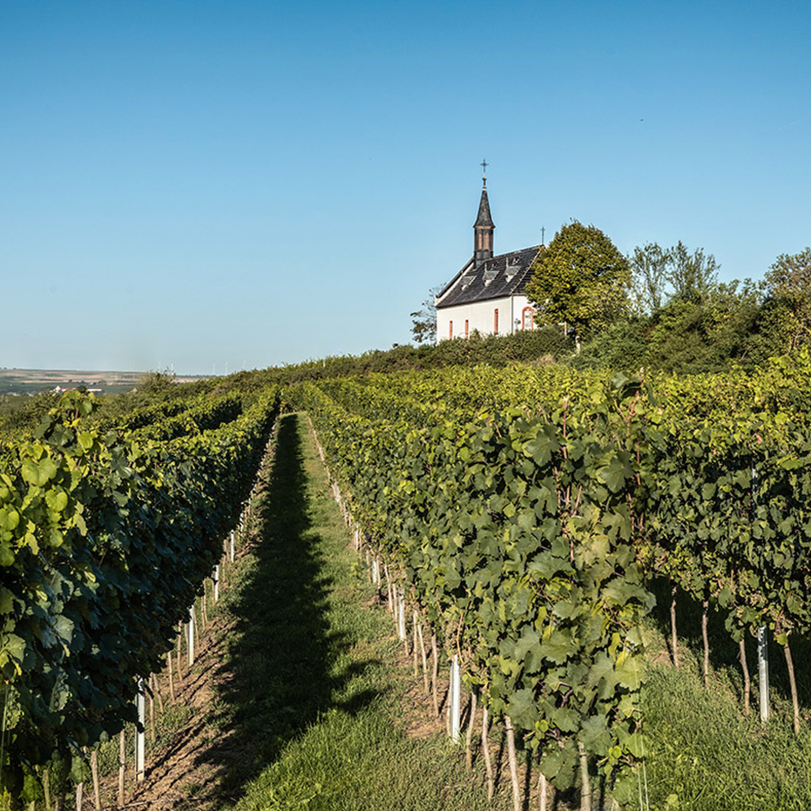 Weinbergwanderung Worms, mydays Erlebnisgutschein, als PDF ausdruckbar oder Versand mit Geschenkverpackung