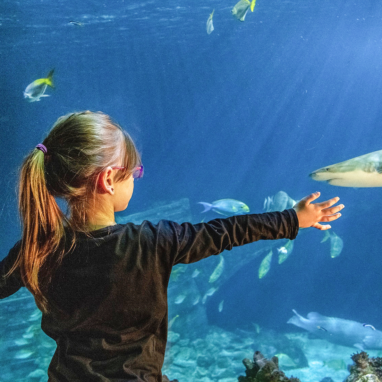 Sea Life München (Kinder-Ticket), mydays Erlebnisgutschein, als PDF ausdruckbar oder Versand mit Geschenkverpackung