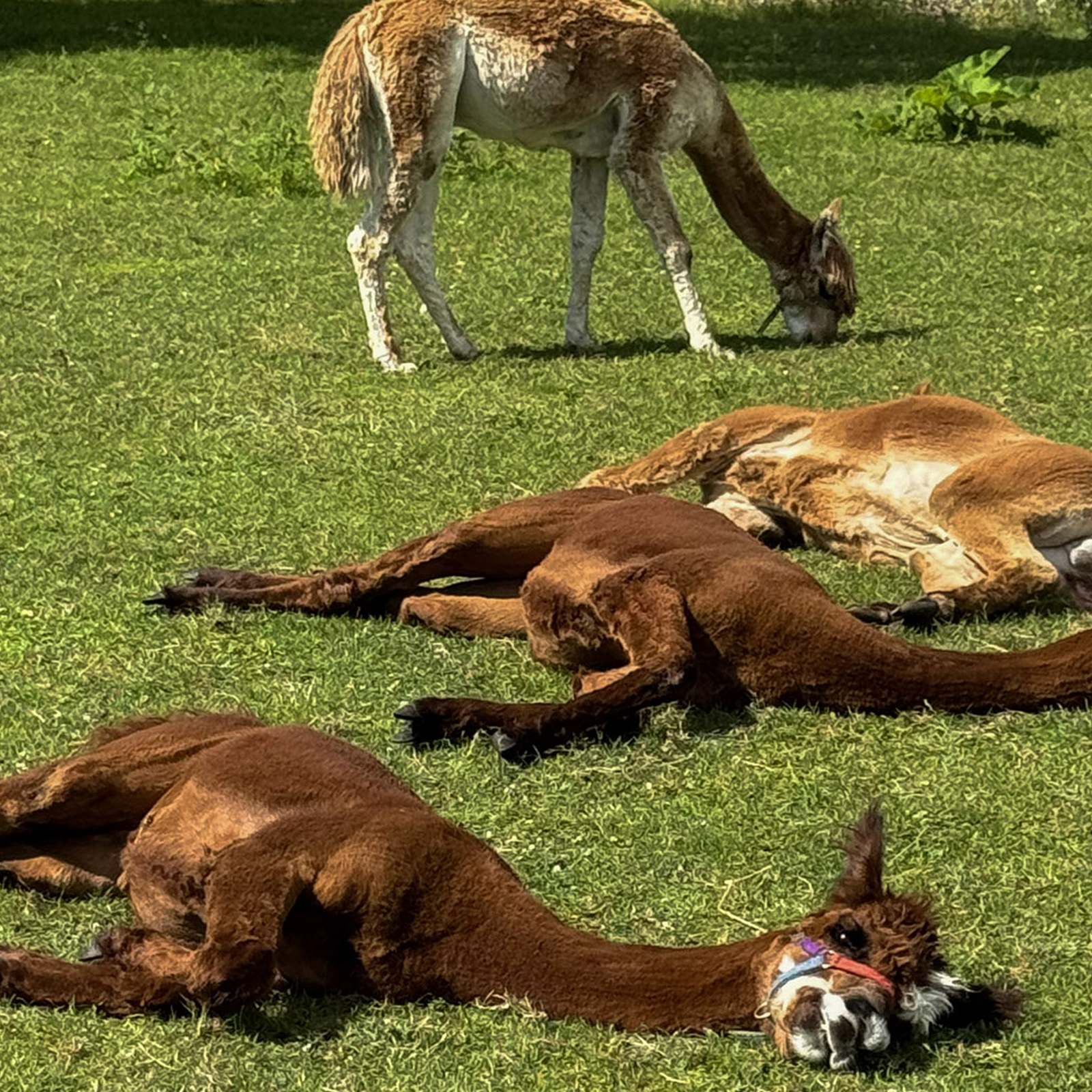 Alpaka Auszeit Übersee, mydays Erlebnisgutschein, als PDF ausdruckbar oder Versand mit Geschenkverpackung