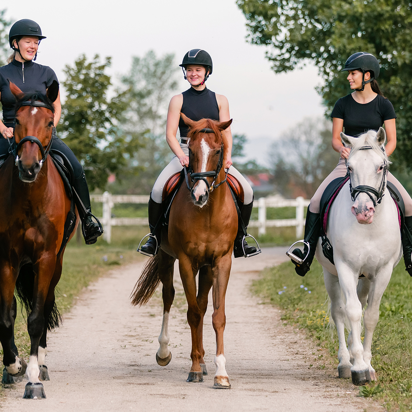Geführter Ausritt Langenfeld, mydays Erlebnisgutschein, als PDF ausdruckbar oder Versand mit Geschenkverpackung
