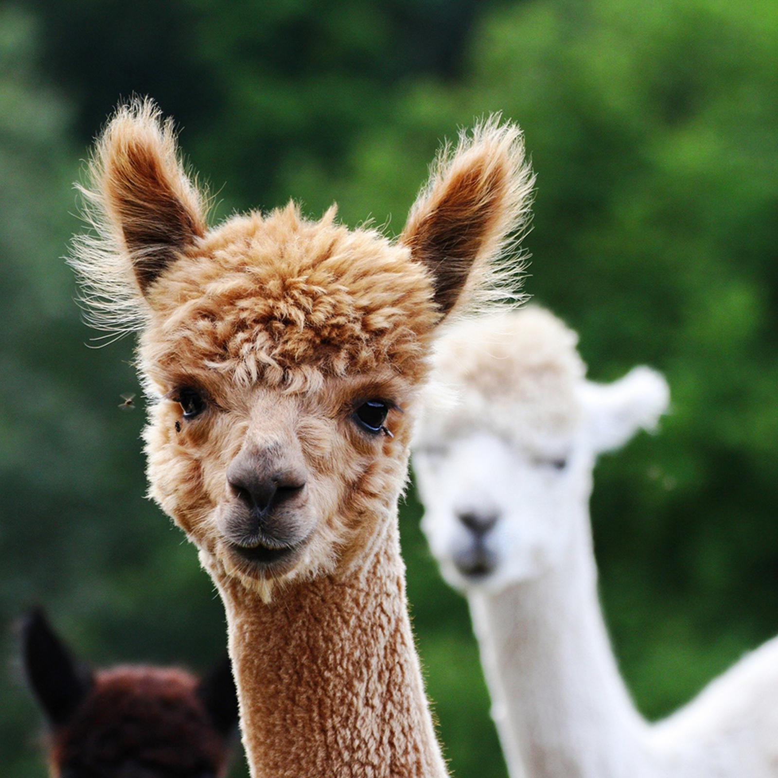 Alpaka Erlebnis Neckargerach, mydays Erlebnisgutschein, als PDF ausdruckbar oder Versand mit Geschenkverpackung