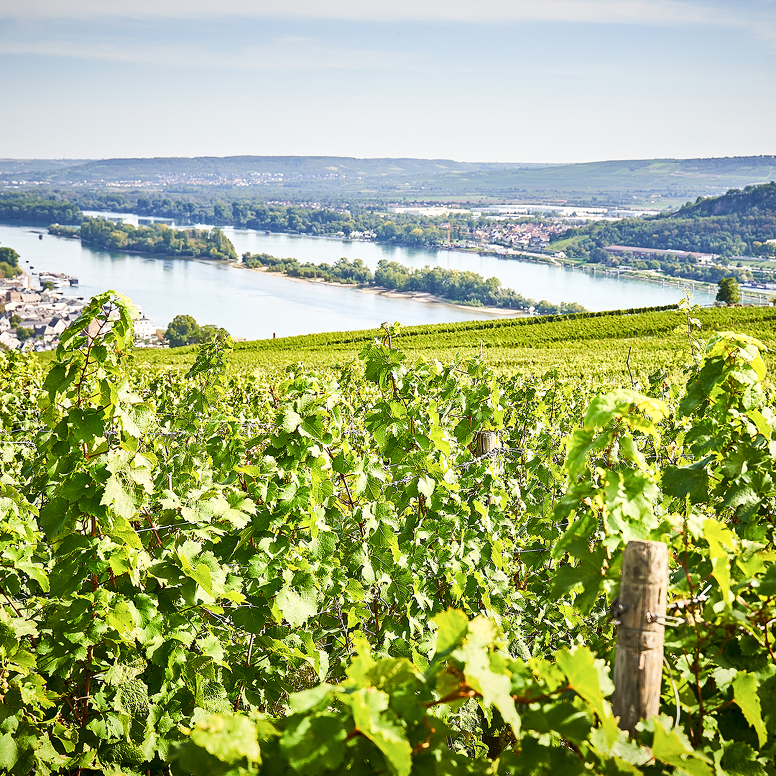 Schlenderweinprobe Eltville, mydays Erlebnisgutschein, als PDF ausdruckbar oder Versand mit Geschenkverpackung