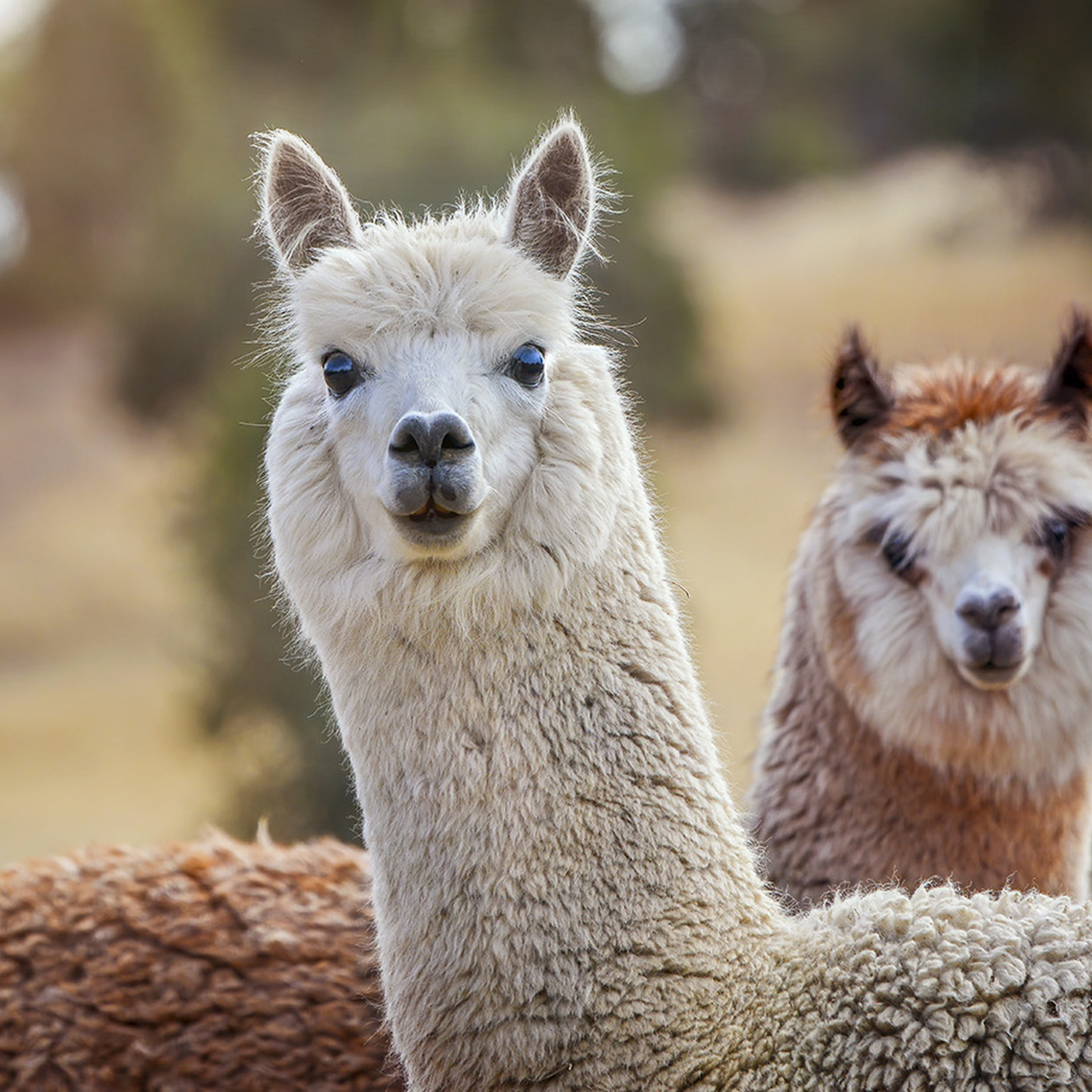 Lama Trekking Fuchstal (3,5 Std), mydays Erlebnisgutschein, als PDF ausdruckbar oder Versand mit Geschenkverpackung