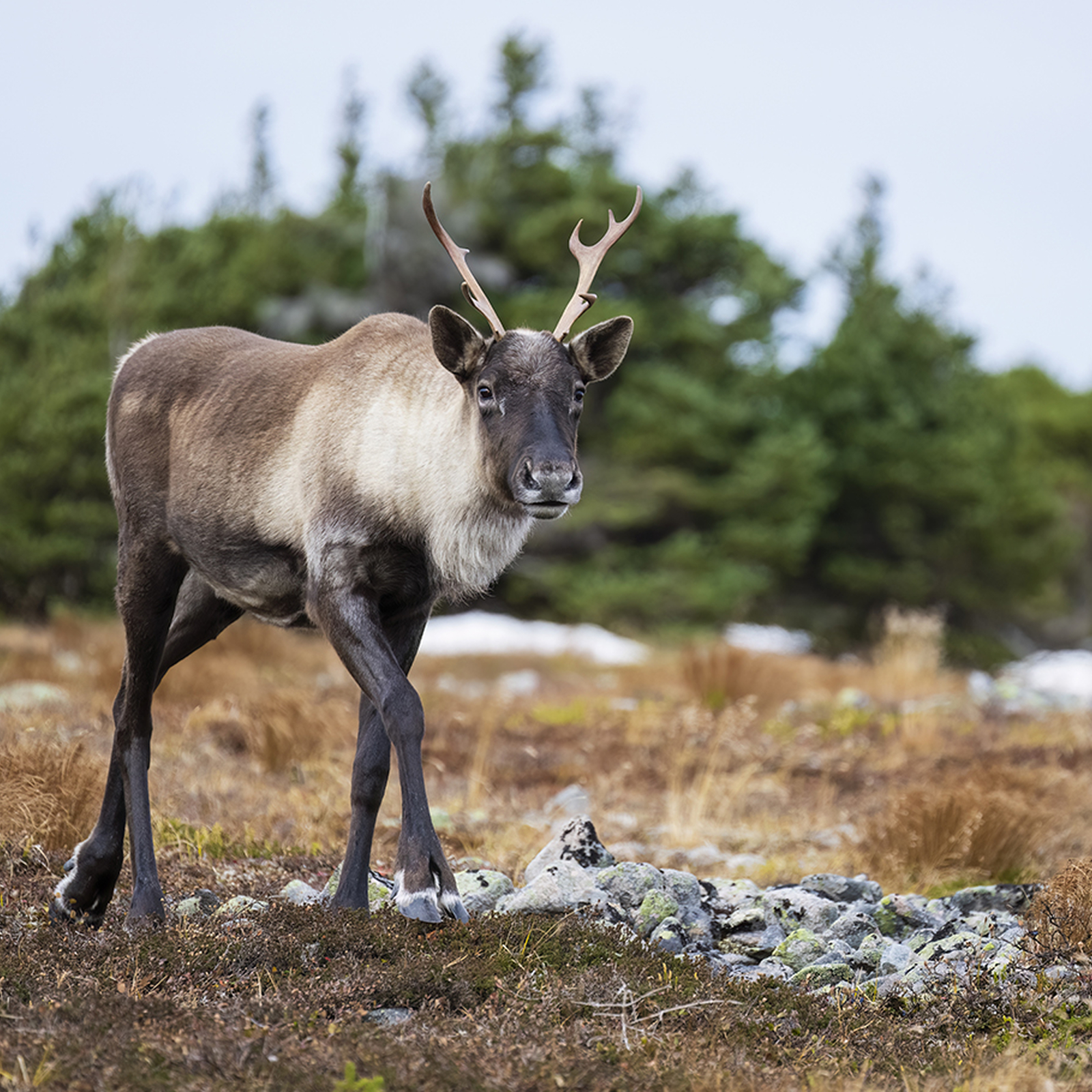 Rentier-Tour Hofgeismar für 2, mydays Erlebnisgutschein, als PDF ausdruckbar oder Versand mit Geschenkverpackung