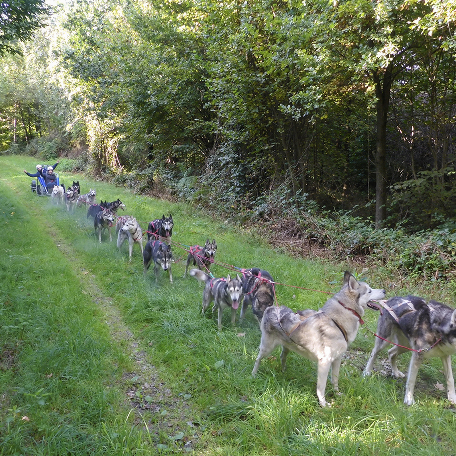 Husky Schlittenhundefahrt Ermenswil, mydays Erlebnisgutschein, als PDF ausdruckbar oder Versand mit Geschenkverpackung