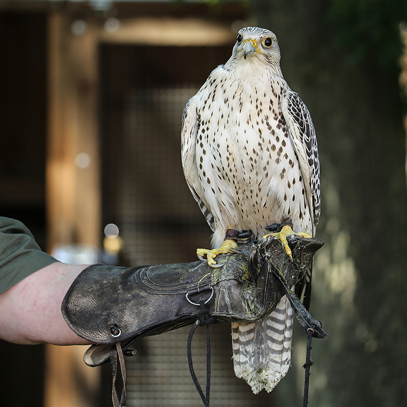 Falkner für einen Tag in Heringsdorf, mydays Erlebnisgutschein, als PDF ausdruckbar oder Versand mit Geschenkverpackung