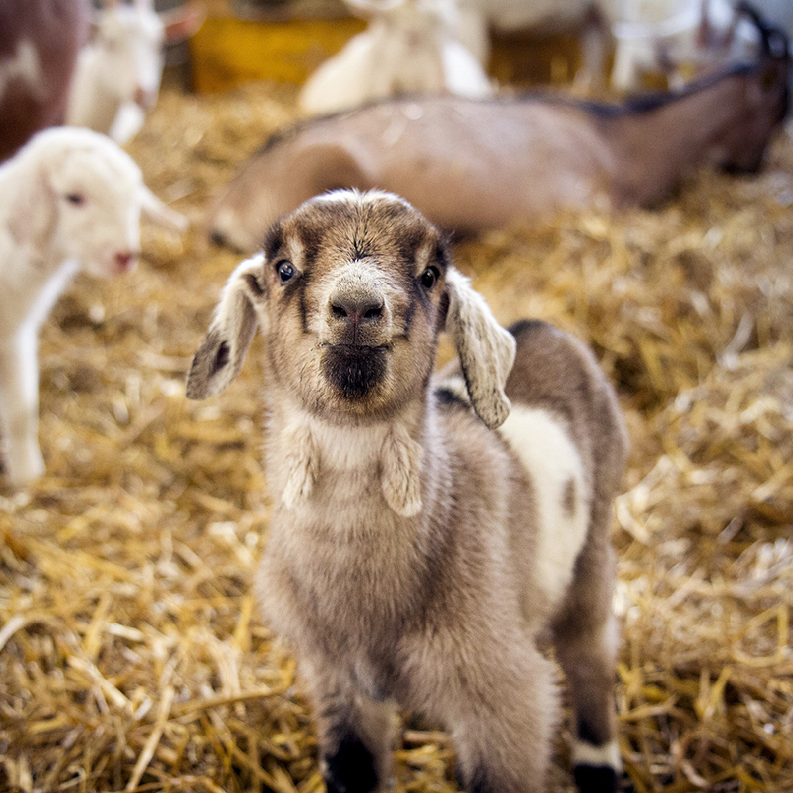 Hofführung mit Käseverkostung Lichtenegg, mydays Erlebnisgutschein, als PDF ausdruckbar oder Versand mit Geschenkverpackung
