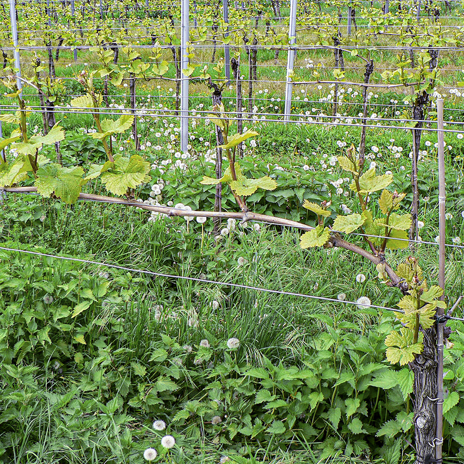 Virtuelle Weinbergwanderung für 2 (2 Stunden), mydays Erlebnisgutschein, als PDF ausdruckbar oder Versand mit Geschenkverpackung