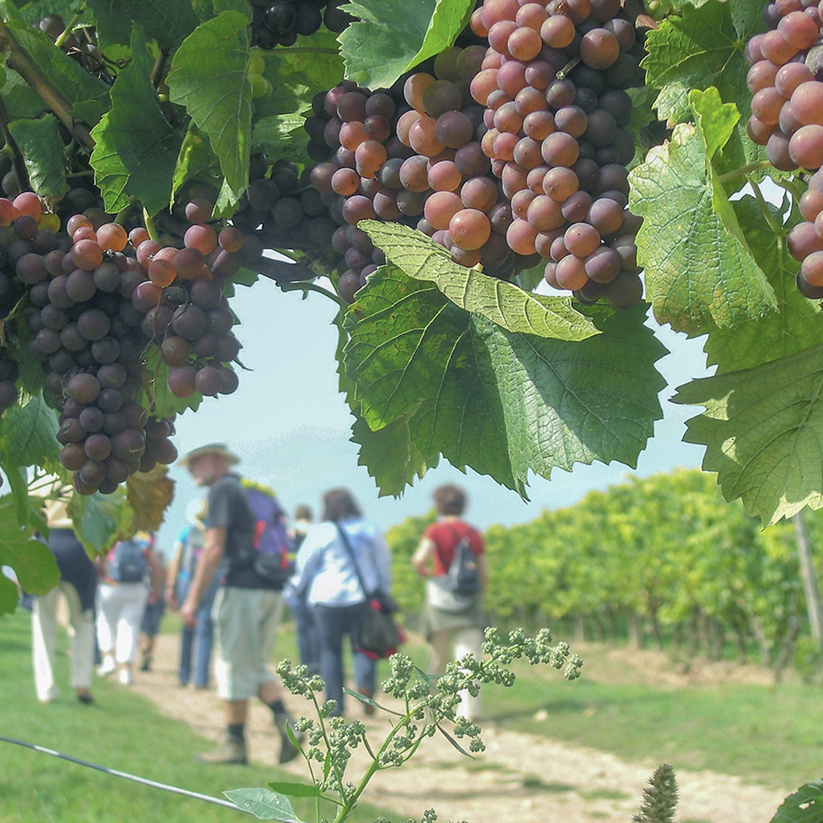 Weinbergwanderung Volxheim mit Verkostung, mydays Erlebnisgutschein, als PDF ausdruckbar oder Versand mit Geschenkverpackung