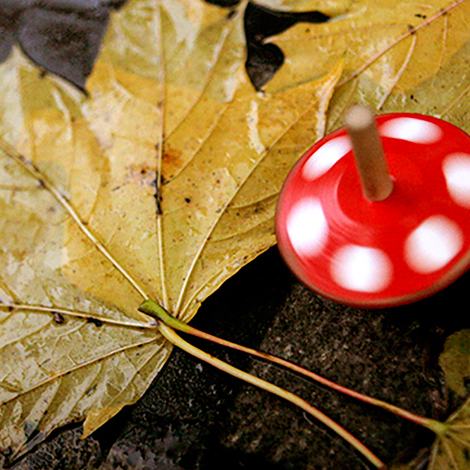 Fotokurs Berlin (Einzelcoaching), mydays Erlebnisgutschein, als PDF ausdruckbar oder Versand mit Geschenkverpackung