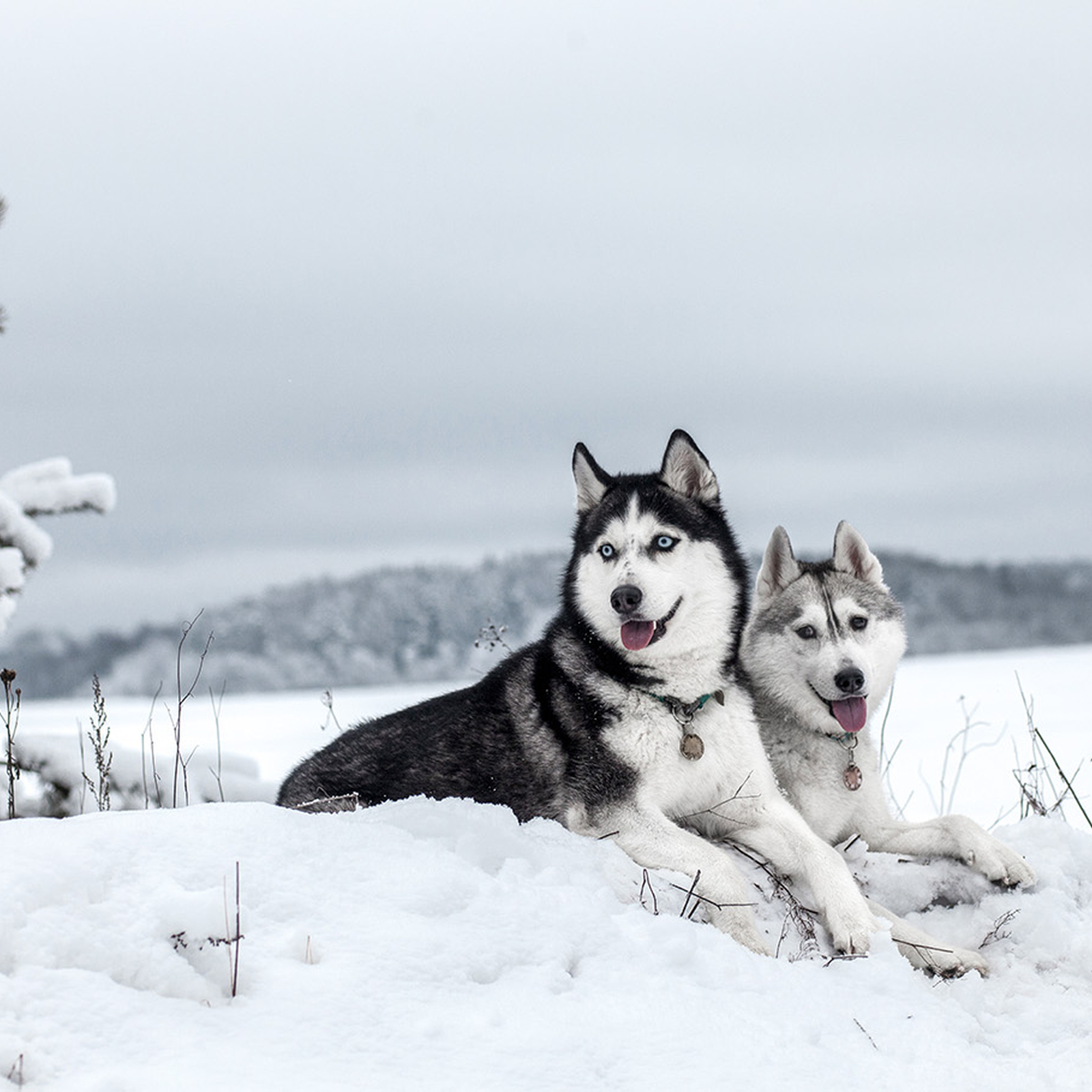 Husky Trekking Goch, mydays Erlebnisgutschein, als PDF ausdruckbar oder Versand mit Geschenkverpackung