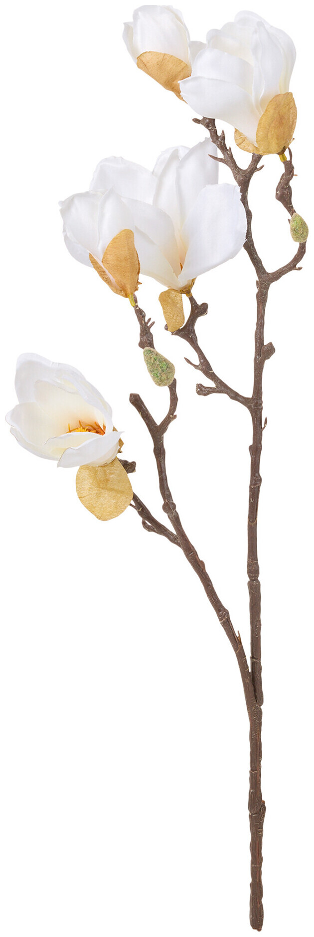 Image of Magnolia weiss 50cm