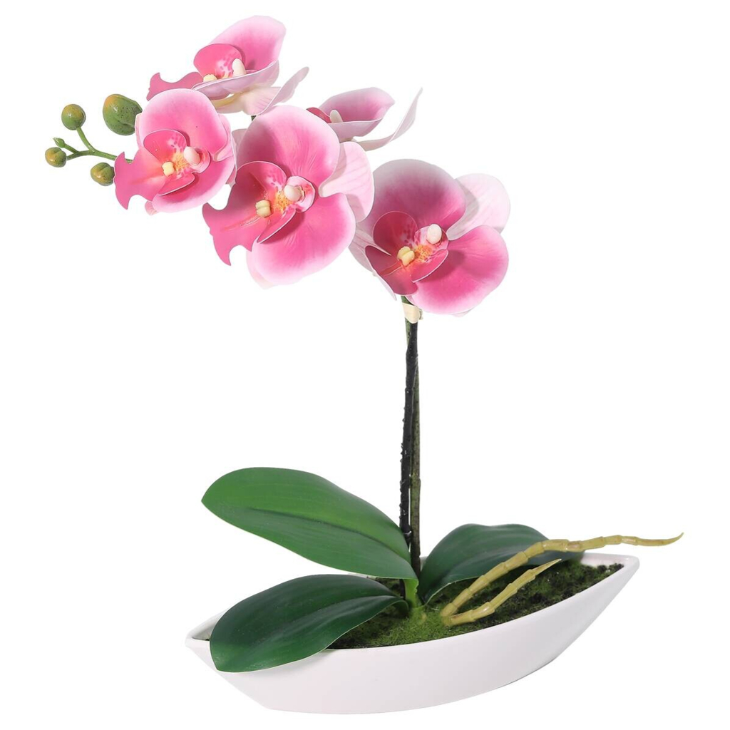 Orchidee