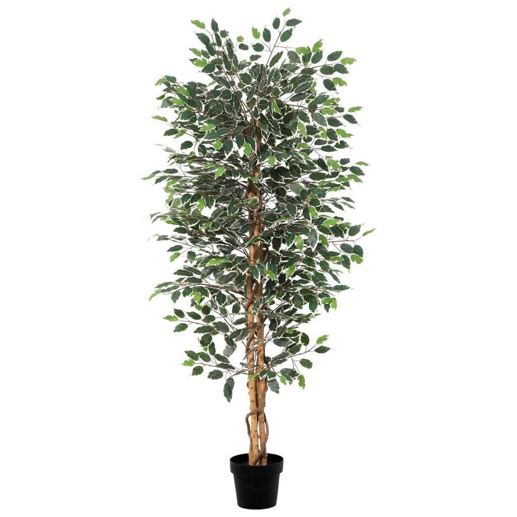 POCOline Kunstpflanze Ficusbaum grün Kunststoff B/H/L: ca. 20x180x20 cm