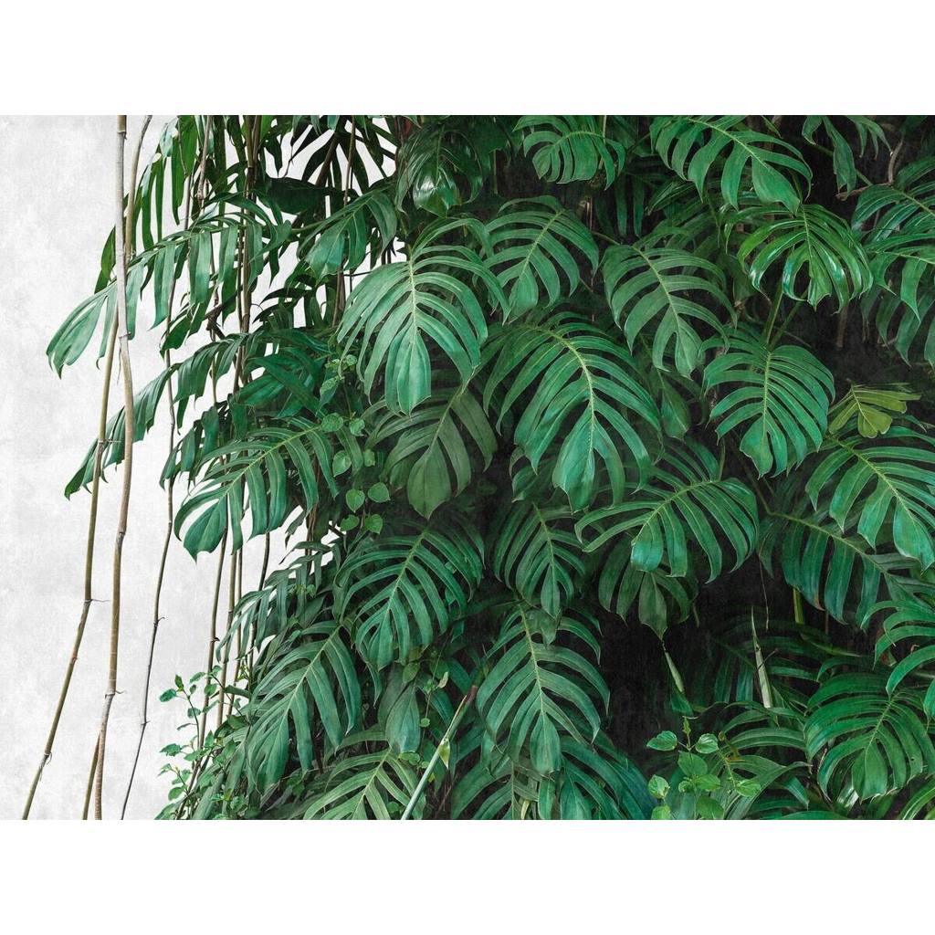 Livingwalls Fototapete Dschungel grün grau B/L: ca. 280x371 cm