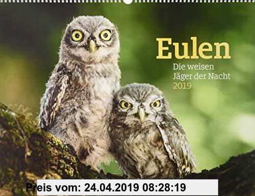 Gebr. - Eulen - weise Jäger der Nacht 2019, Wandkalender im Querformat (54x42 cm) - Tierkalender / Vogelkalender mit Monatskalendarium