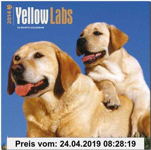 Gebr. - Yellow Labrador Retrievers 2014 - Weiße Labradore: Original BrownTrout-Kalender [Mehrsprachig] [Kalender]