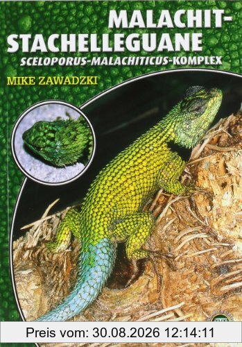 Malachit-Stachelleguane: Sceloporus-malachiticus-Komplex