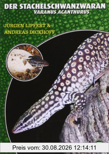Der Stachelschwanzwaran: Varanus acanthurus
