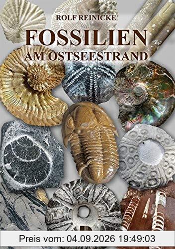 Fossilien am Ostseestrand