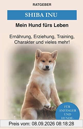 Shiba Inu: Erziehung, Training und Charakter von Shiba Inu