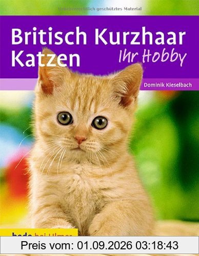 Britisch Kurzhaar Katzen