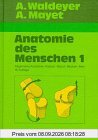Allgemeine Anatomie. Allgemeine Histologie. Allgemeine Embryologie. Rücken. Bauch. Becken. Bein