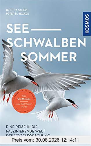 Seeschwalben Sommer