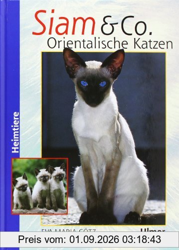 Siam und Co: Orientalische Katzen