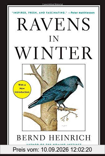 Ravens in Winter