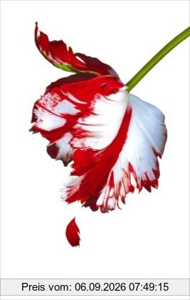 New Moon. White Cover (Twilight Saga)