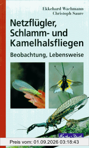 Netzflügler, Schlamm- und Kamelhalsfliegen. Beobachtung, Lebensweise