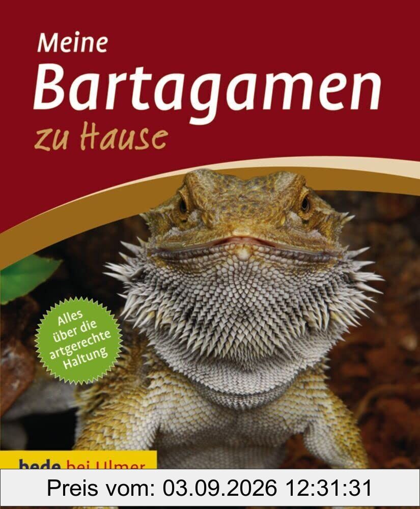 Bartagamen zu Hause