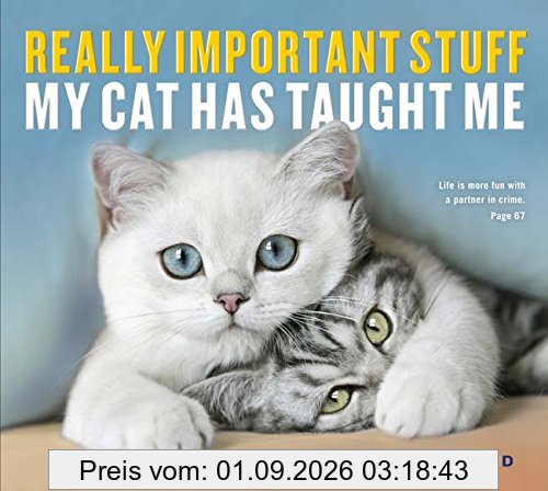 Really Important Stuff My Cat Has Taught Me