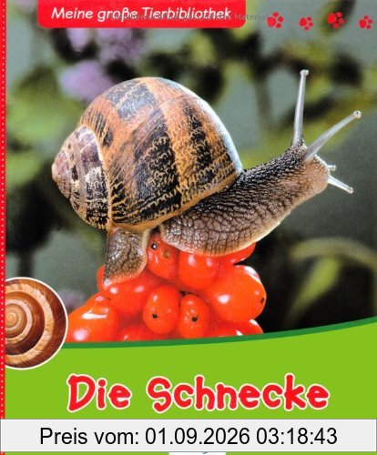Die Schnecke