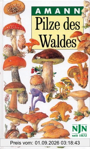 Pilze des Waldes