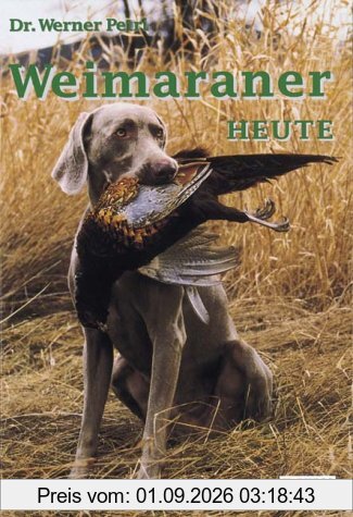 Weimaraner heute