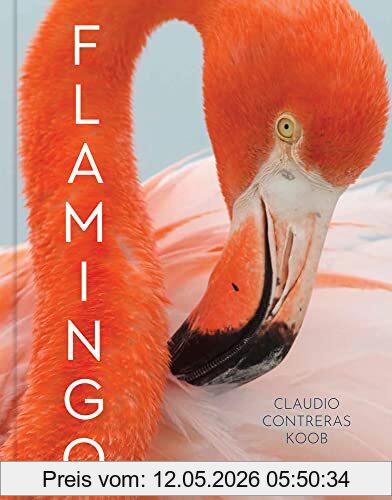 Claudio Contreras Koob Flamingo