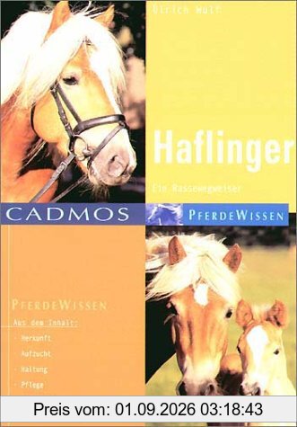 Haflinger: Eine kleine Hafi-Kunde