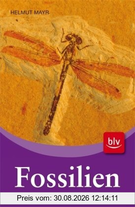 Fossilien: Über 500 Versteinerungen