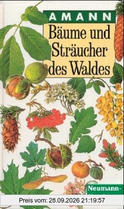 Bäume und Sträucher des Waldes